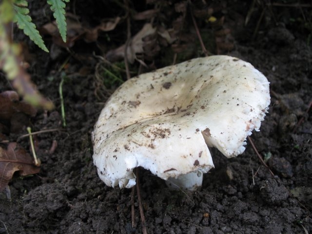 Russula ionochlora 